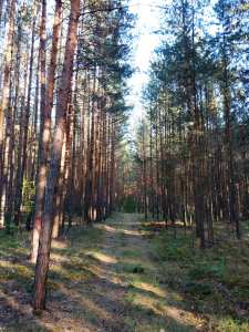 Waldweg umgeben von lichten Nadelbäumen