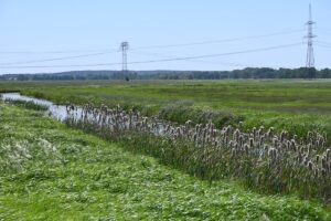 Rohrschilf im Recknitzer Moor / © Sigrid Harl, NABU