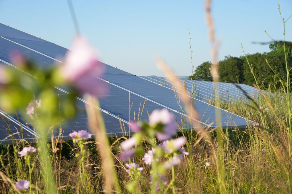 Eine Solaranlage auf einer Freifläche umgeben von einer hochgewachsenen Wildblumenwiese.