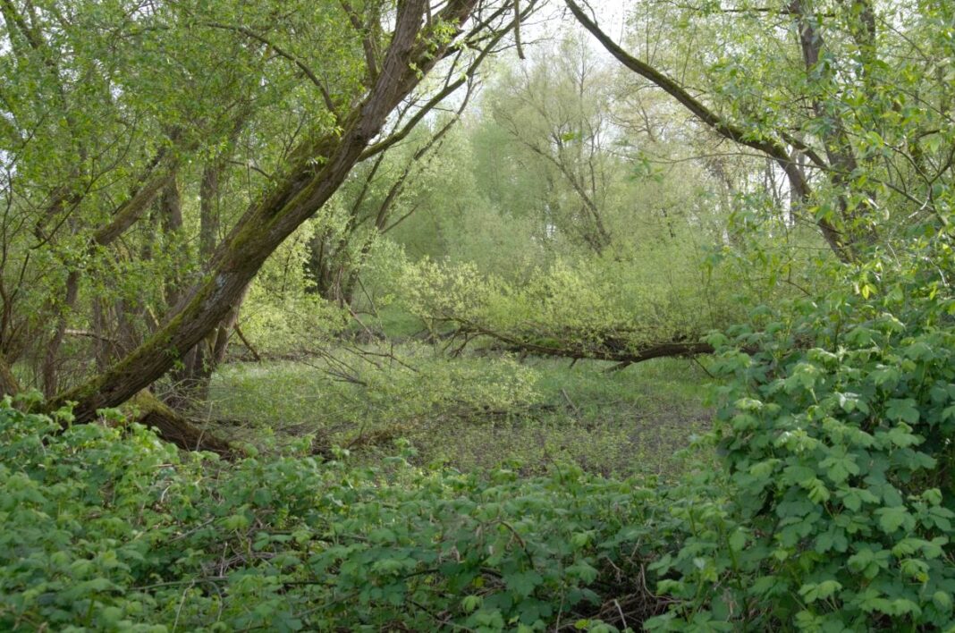 Stark begrünter Wald