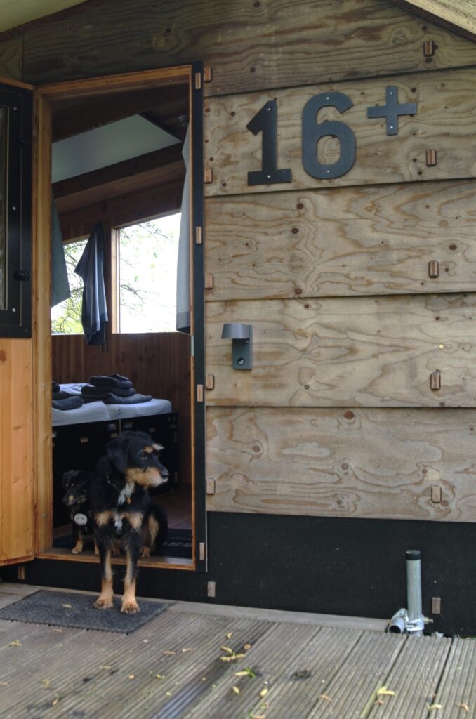 Ein Hund steht in der Tür einer Holzhütte mit der Aufschrift „16+“. Im Hintergrund sind ein Bett und Fenster sichtbar.