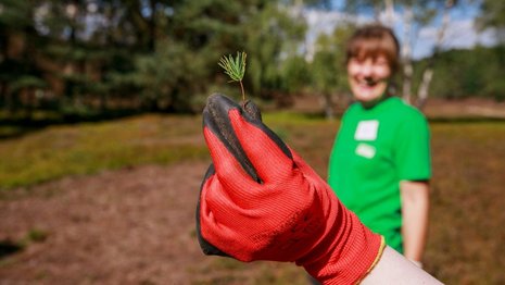 Eine Hand mit rotem Arbeitshandschuh hält einen Kiefer-Setzling. Im Hintergrund ist ein Feld und eine lächelnde Person zu sehen. Beides verschwommen.