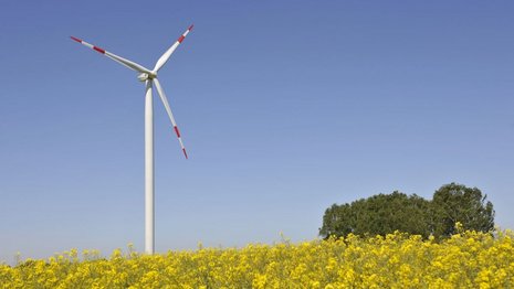 Windturbine in einem Feld gelber Blumen.