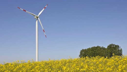 Windturbine in einem Feld gelber Blumen.