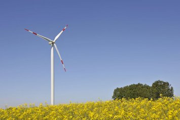 Windturbine in einem Feld gelber Blumen.