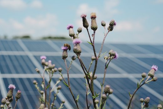 Wildblumen im Vordergrund, im Hintergrund eine große Solaranlage.