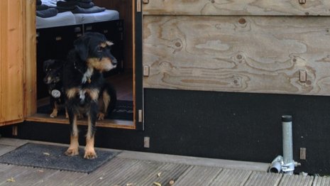 Eingang einer Holzhütte. An der Wand ist eine Hausnummer "16+" angebracht. In der Tür sitzt ein schwarzer Hund.