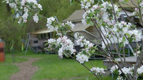 Nahaufnahme eines weiß-rosa blühenden Bäumchens. IM Hintergrund sind einfache Holzhütten zu sehen.