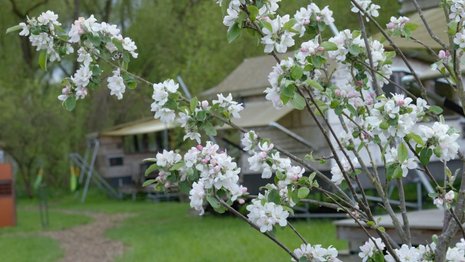 Nahaufnahme eines weiß-rosa blühenden Bäumchens. Im Hintergrund sind einfache Holzhütten zu sehen.