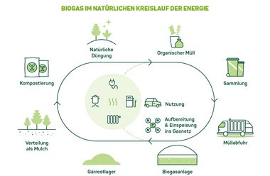 Infografik: Biogas im natürlichen Kreislauf der Energie