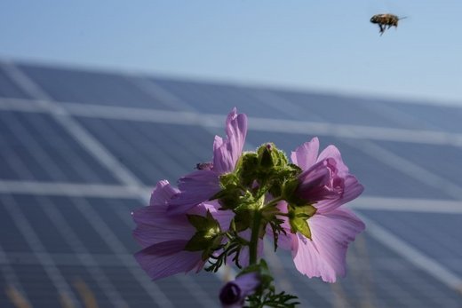 Eine rosafarbene Blume auf die eine Biene zufliegt. Im Hintergrund befindet sich eine Solaranlage.