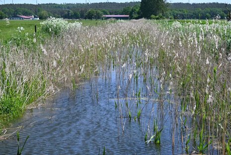 Ein schmaler, mit Schilf gesäumter Wasserlauf fließt durch eine grüne Wiesenlandschaft unter blauem Himmel. Im Hintergrund sind Bäume und Gebäude sichtbar.