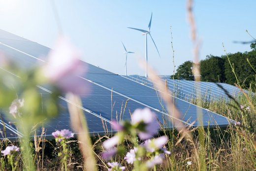 Wildblumenwiese um Photovoltaik- und Windkraftanlagen