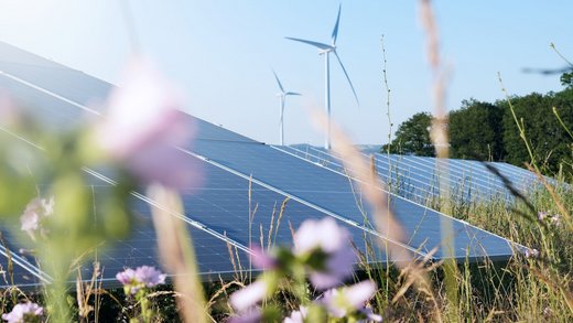 Wildblumenwiese um Photovoltaik- und Windkraftanlagen