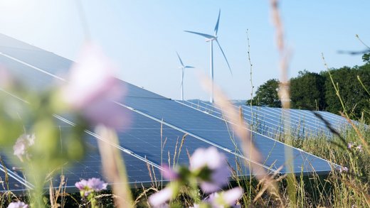 Wildblumenwiese um Photovoltaik- und Windkraftanlagen