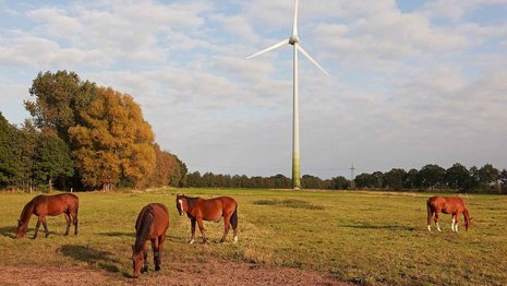 Windenergieanlage auf einer Pferdekoppel im hellen Abendlicht. Im Vordergrund stehen vier braune Pferde und grasen auf der Wiese.