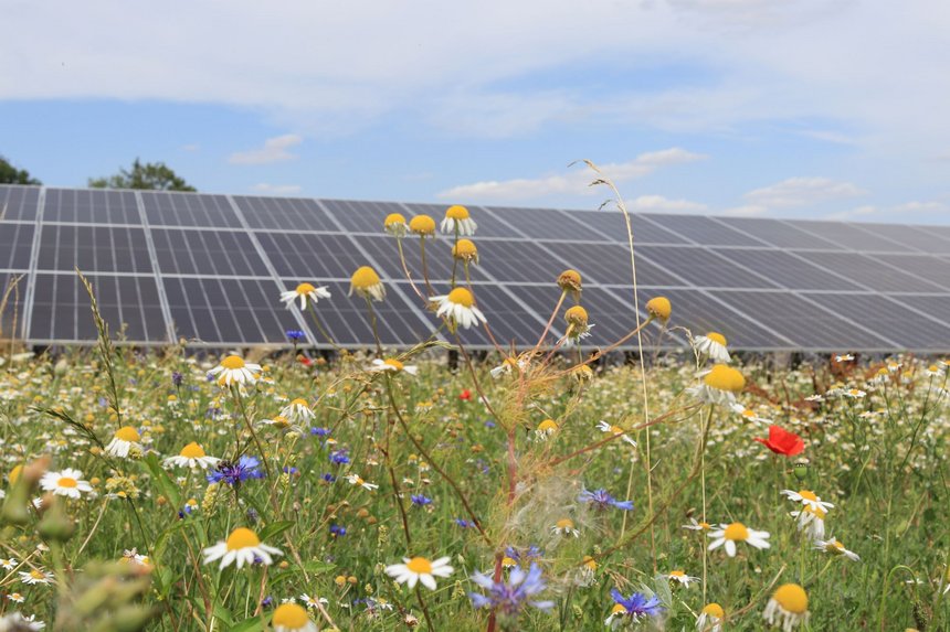 Eine Reihe von Photovoltaikmodulen mit einer Blumenwiese davor.