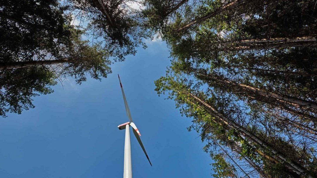 Eine Windenergieanlage von unten fotografiert. Um sie herum stehen hohe Tannen. Der Himmel ist blau.