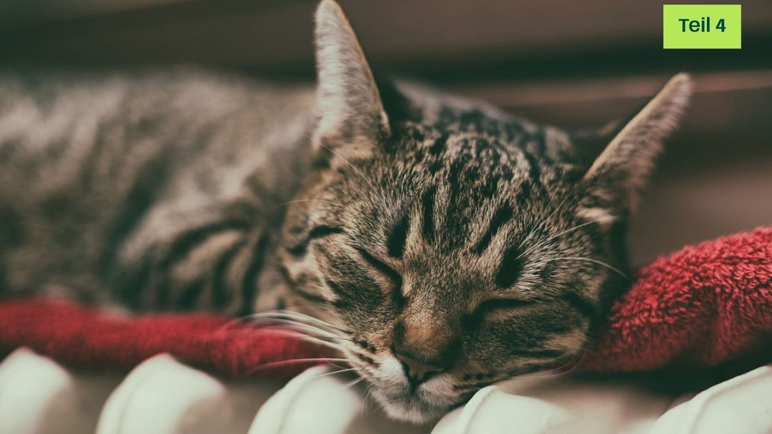 Heizung mit Katze