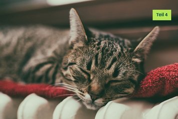 Heizung mit Katze