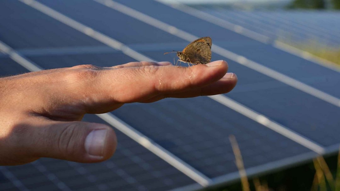 Ein Schmetterling sitzt auf einer ausgestreckten Hand. Im Hintergrund stehen PV-Anlagen auf einer Wiese.