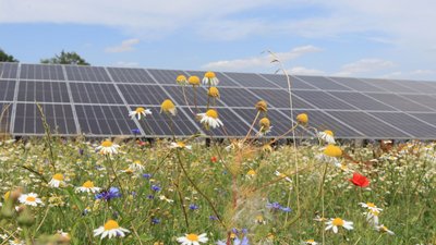 Eine Reihe von Photovoltaikmodulen mit einer Blumenwiese davor.