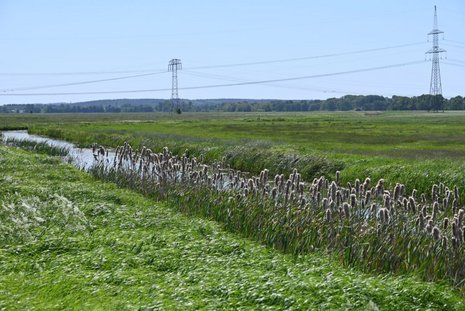 Hohe Gräser und Schilf wachsen dicht am Ufer eines schmalen Gewässers in einer weiten, grünen Landschaft. Im Hintergrund sind mehrere Strommasten und blauer Himmel sichtbar.