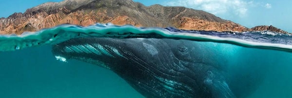 Wal unter Wasser